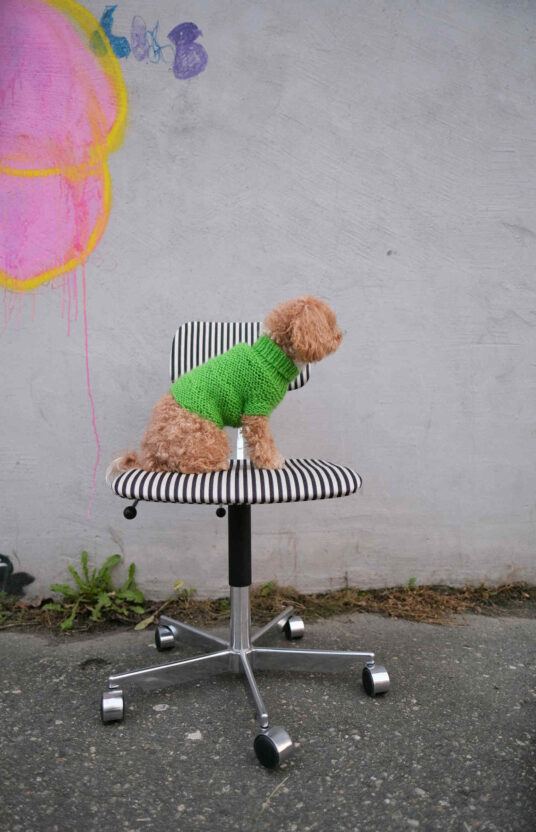 strikkegenser til huns oppskrift på strikk til hund. ullgenser hund strikket