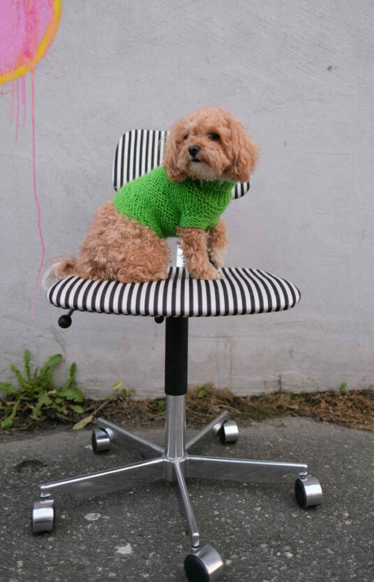 strikkegenser til huns oppskrift på strikk til hund. ullgenser hund strikket