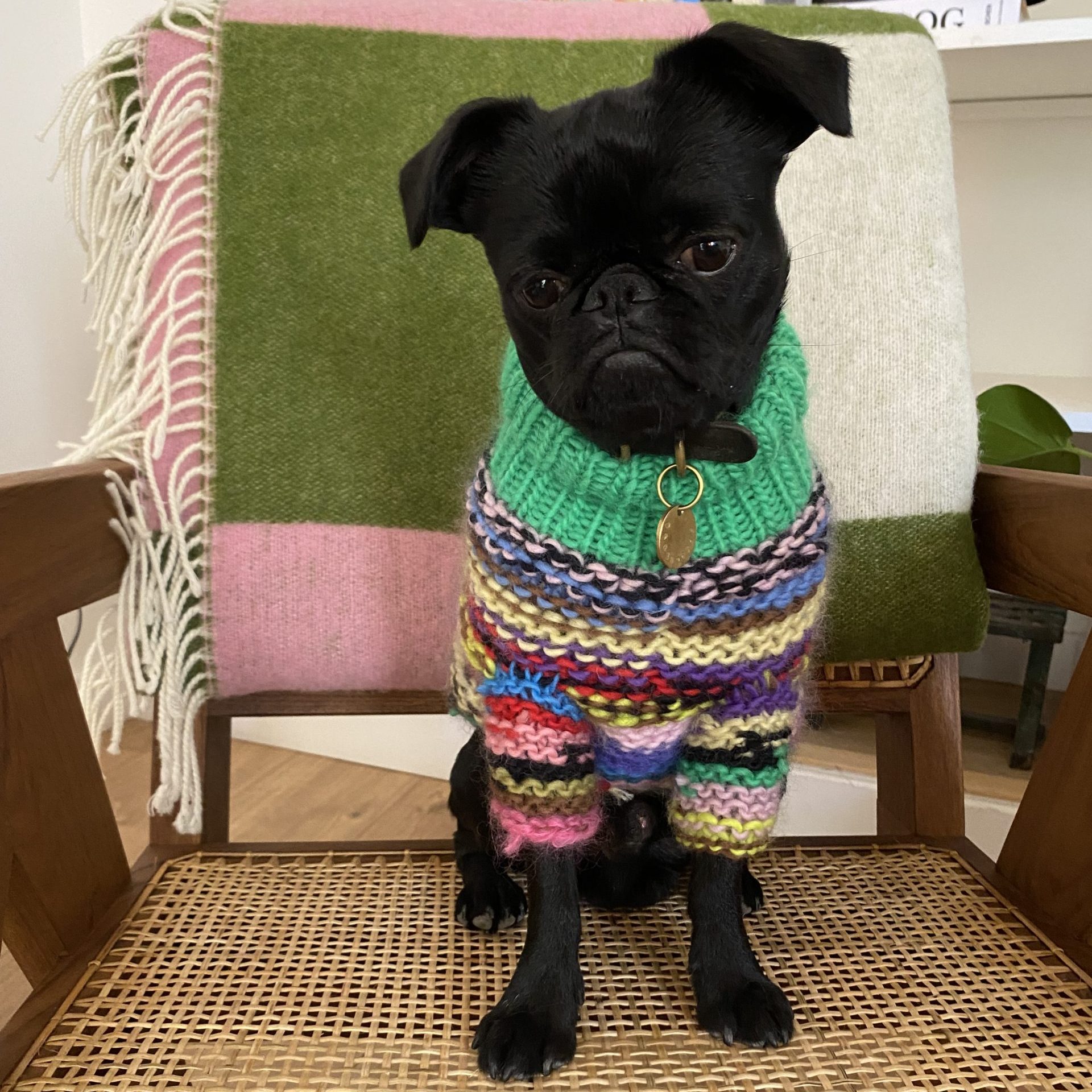 Dogsweater knit pattern Charlotte - HipKnitShop strikkegenser til hund oppskrift på strikk til hund. ullgenser hund strikket