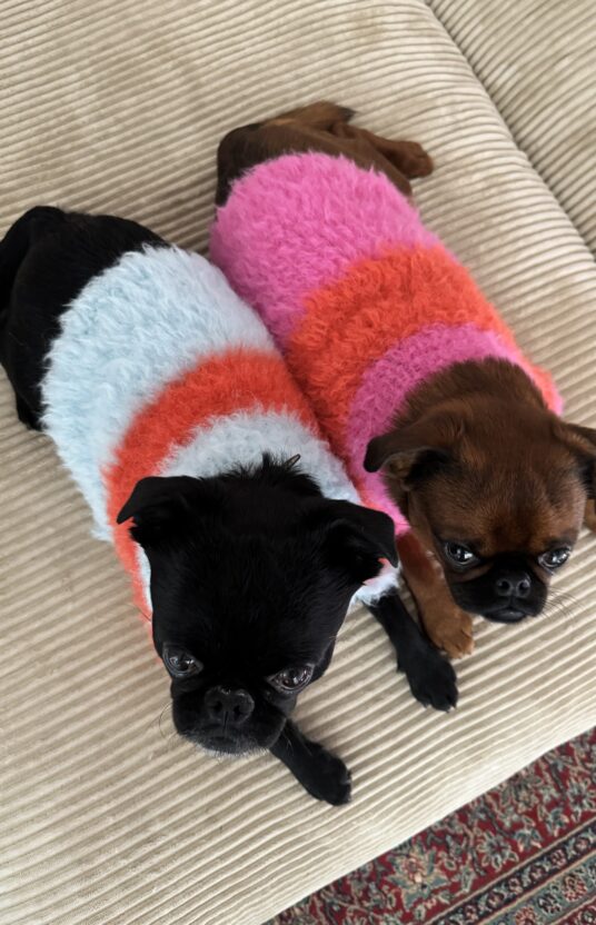 strikkegenser til hund i mange størrelser. Strikkeoppskrift hund kjæledyr hundegenser strikket oppskrift og garn. Vintergenser hund