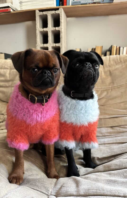 strikkegenser til hund i mange størrelser. Strikkeoppskrift hund kjæledyr hundegenser strikket oppskrift og garn. Vintergenser hund