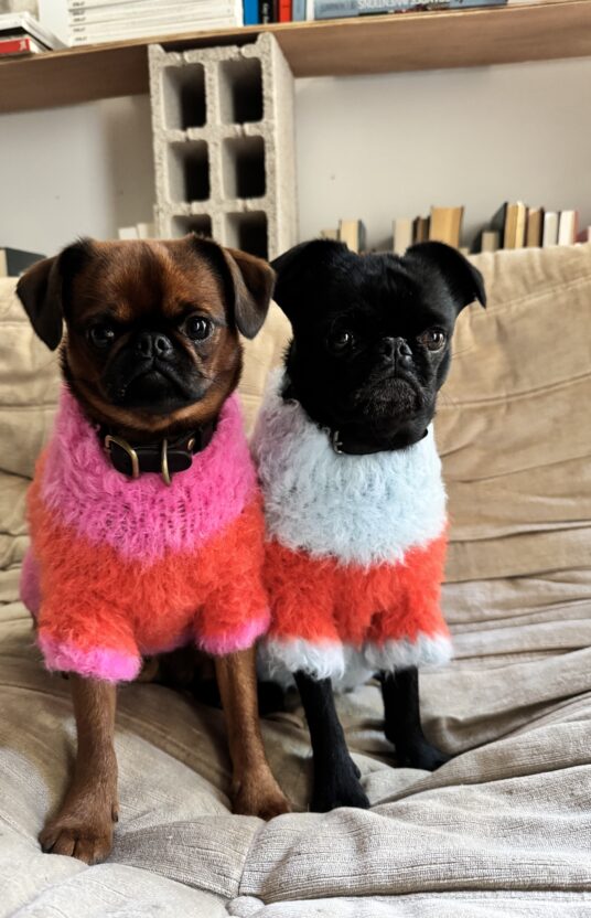 strikkegenser til hund i mange størrelser. Strikkeoppskrift hund kjæledyr hundegenser strikket oppskrift og garn. Vintergenser hund