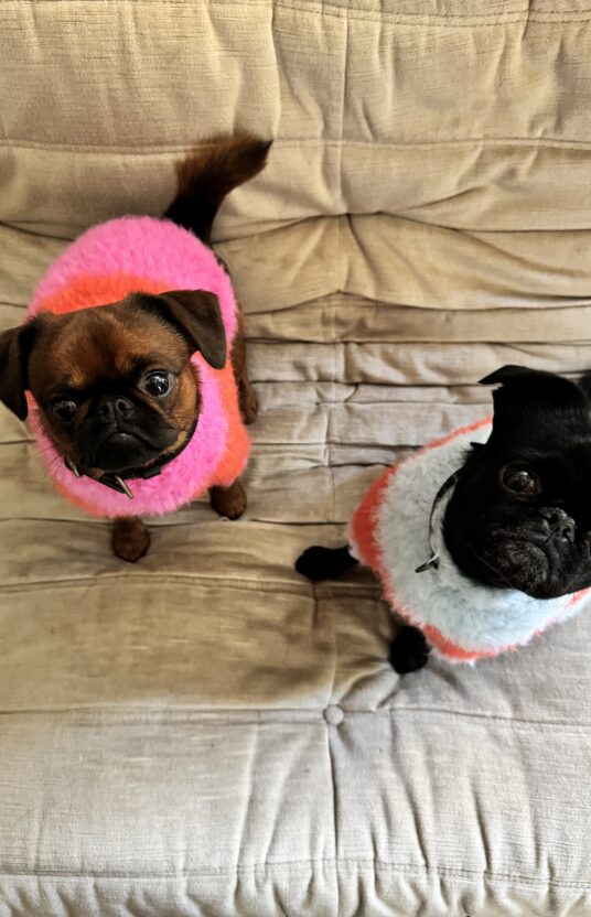 strikkegenser til hund i mange størrelser. Strikkeoppskrift hund kjæledyr hundegenser strikket oppskrift og garn. Vintergenser hund